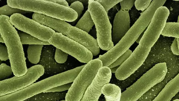 Bacteria Klebsiella Oxytoca: Confirman 8 niños muertos en el Estado de México