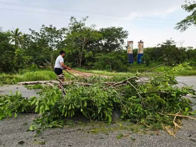 Una turbonada derribó varios árboles sobre la carretera federal Escárcega-Villahermosa, en la zona de Vista Alegre, Carmen.