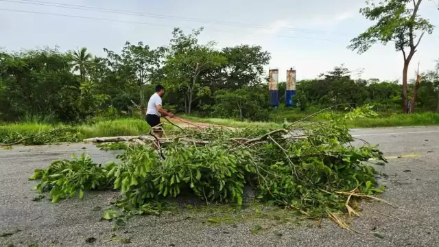 Una turbonada derribó varios árboles sobre la carretera federal Escárcega-Villahermosa, en la zona de Vista Alegre, Carmen.