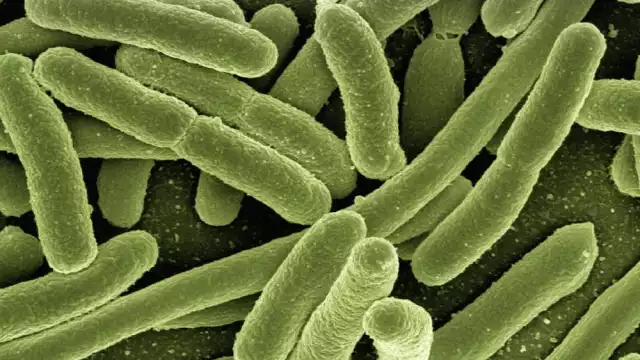 Bacteria Klebsiella Oxytoca: Confirman 8 niños muertos en el Estado de México