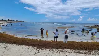 El sargao n o detuvo a los bañistas de disfrutar del agua y de la arena