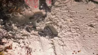 ¿Cuándo es la temporada de  liberación de tortugas en Quintana Roo?