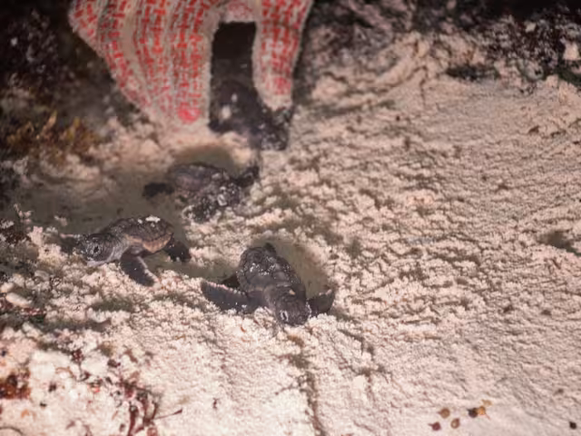 La actividad de liberación de tortugas marinas ayuda a las crías a evitar obstáculos para llegar al mar