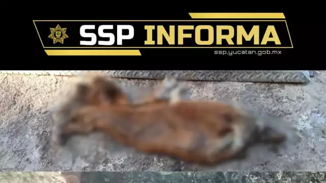 Desmiente SSP Yucatán que restos hallados en parque de Mérida correspondan a perros