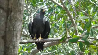  Guías de Celestún    preservan el respeto a la naturaleza con el ecoturismo    