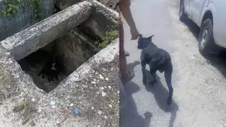 Rescatan a perrito que cayó dentro de un drenaje sin tapa en Escárcega