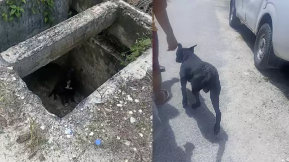 Vecinos rescataron a un lomito que cayó a un drenaje sin tapa en Escárcega. Vecinos rescataron a un lomito que cayó a un drenaje sin tapa en Escárcega.