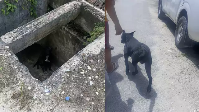 Vecinos rescataron a un lomito que cayó a un drenaje sin tapa en Escárcega.