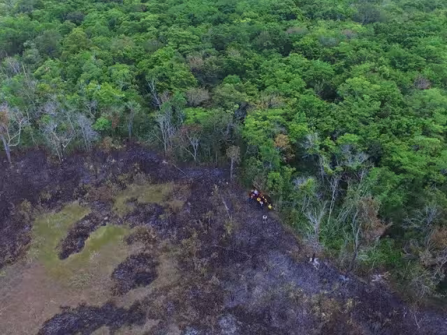 La deforestación de las selvas han alterado el clima, ocasionando sequías cada vez más intensas.