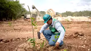 Federación restaura los  ecosistemas afectados durante la construcción del Tren Maya