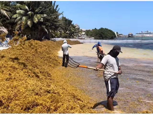 Ante la llegada del sargazo, se efectúan planes de limpieza y prevención del alga.