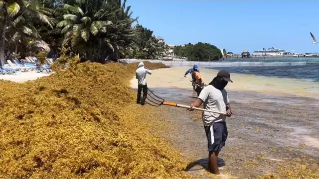 Ante la llegada del sargazo, se efectúan planes de limpieza y prevención del alga.