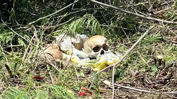 Los cráneos se encontraban al interior de una bolsa negra Los cráneos se encontraban al interior de una bolsa negra