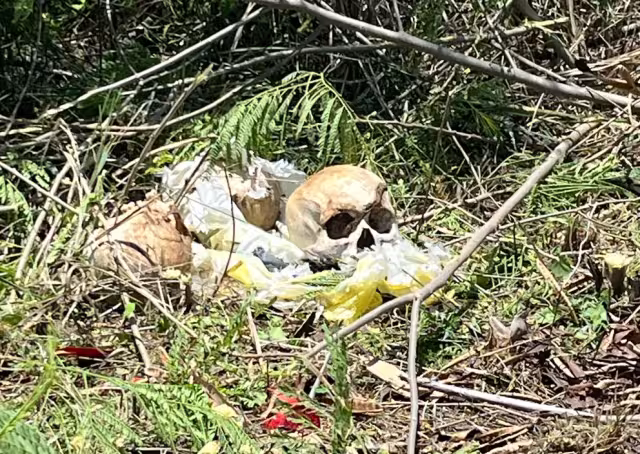 Los cráneos se encontraban al interior de una bolsa negra