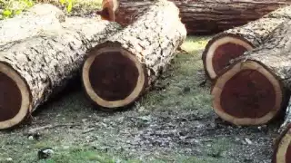 Expansión agrícola en Campeche, enemiga del palo de tinte y ganado criollo    