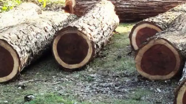 La expansión agrícola y el desinterés por su conservación, están acabando con ambas especies