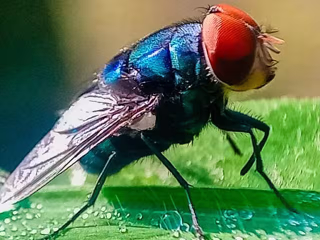 En Quintana Roo el gusano barrenador continúa presentándose principalmente en el ganado