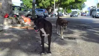 Perros ferales atacan y mutilan a la fauna silvestre de la costa yucateca 
