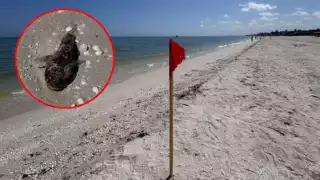 Especies marinas importadas de Yucatán a Campeche son riesgosas para el consumo humano por "marea roja": Ecosur 