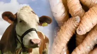 Yucatán impone cerco por gusano barrenador: Suman 13 casos, entre ellos dos perros domésticos  