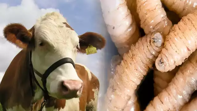 Yucatán suma 13 contagios, Campeche reporta 214 y Quintana Roo 38