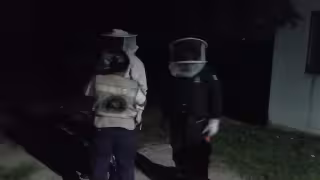 Abejas africanizadas atacan a tres personas y varios perros en Cacao, Quintana Roo