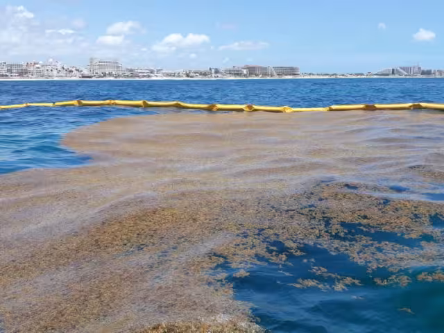 La macroalga arribó  antes de lo previsto a las costas.