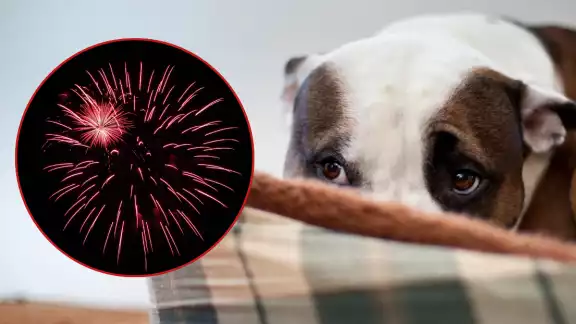 El Método Tellington es uno de los más usados por los dueños de mascotas El Método Tellington es uno de los más usados por los dueños de mascotas