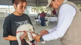 ¿Dónde vacunar a tu mascota hoy en Campeche? Jornada antirrábica continúa en colonias y municipios