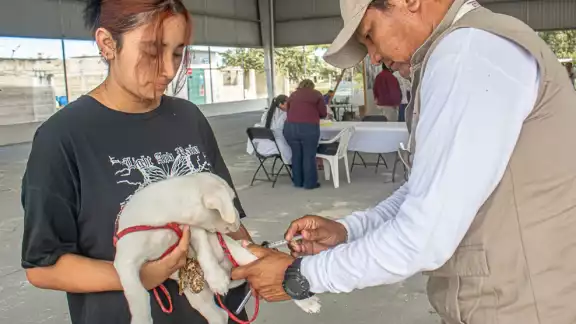 Vacunación antirrábica gratuita en Campeche: brigadas móviles llegan a colonias y comunidades