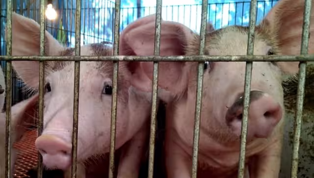 En Yucatán se tienen 222 granjas porcícolas instaladas, según Greenpeace