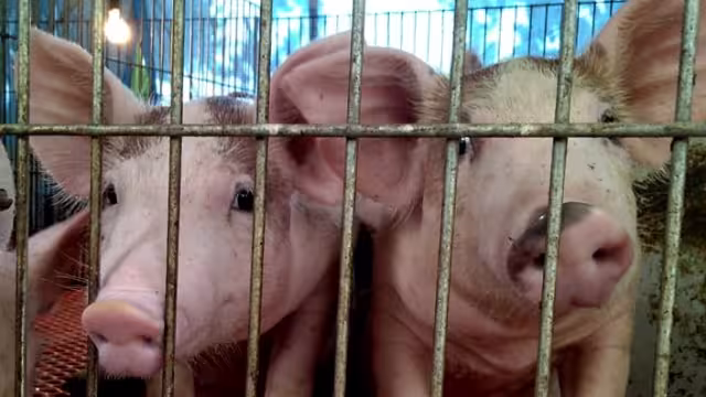 En Yucatán se tienen 222 granjas porcícolas instaladas, según Greenpeace