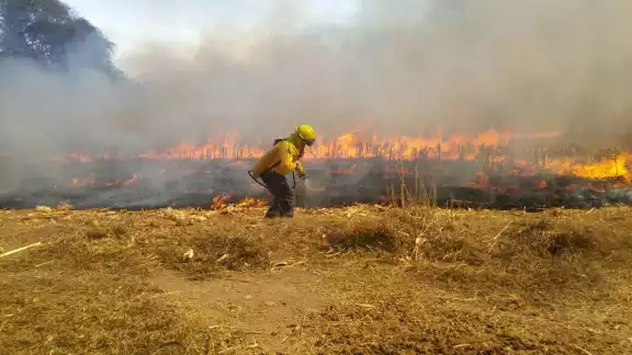 Más de 11 mil hectáreas fueron afectadas