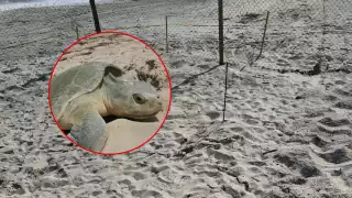 Intentan robar nido de tortuga lora en Ciudad del Carmen, especie en peligro de extinción