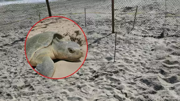 Ciudadanos impidieron el robo del nido de una tortuga lora en Ciudad del Carmen