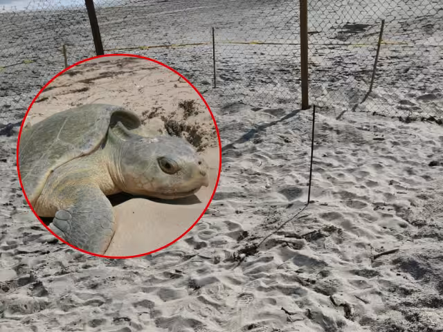 Ciudadanos impidieron el robo del nido de una tortuga lora en Ciudad del Carmen