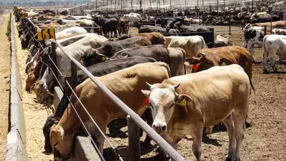 Mantener sanos a los animales representa un reto para los productores, ya que la presencia de la mosca Cochliomyia hominivorax cada vez se extiende más. Mantener sanos a los animales representa un reto para los productores, ya que la presencia de la mosca Cochliomyia hominivorax cada vez se extiende más.
