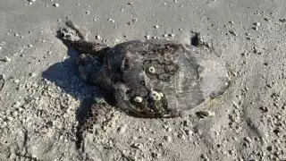 Una tortuga carey en descomposición apareció muerta en Playa Norte, Ciudad del Carmen.