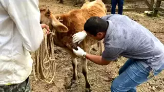 Ganaderos de Q. Roo señalan baja efectividad de kits para combatir el gusano barrenador
