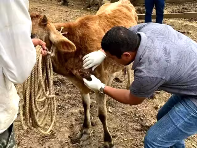 Las reses detectadas con la plaga se atienden de inmediato, además, se activa un plan de prevención de todo el hato