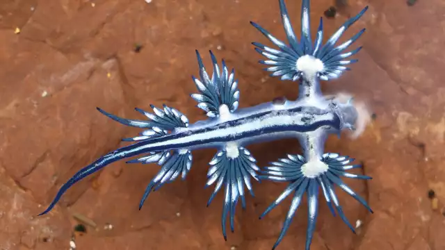 Entre los síntomas que pueden aparecer luego de una picadura se encuentran náuseas, dolor y vómitos