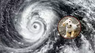 ¿Cómo cuidar a tus mascotas durante un huracán?