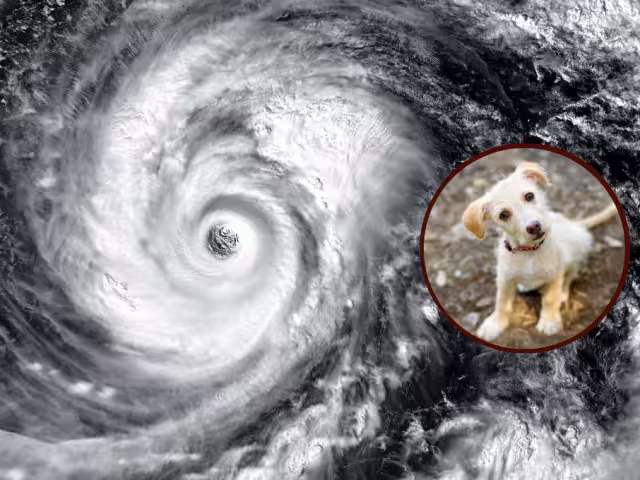 También los animalitos merecen salvarse