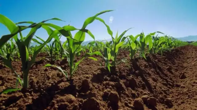 Más de 7 mil campesinos cheneros resultarán afectados. 