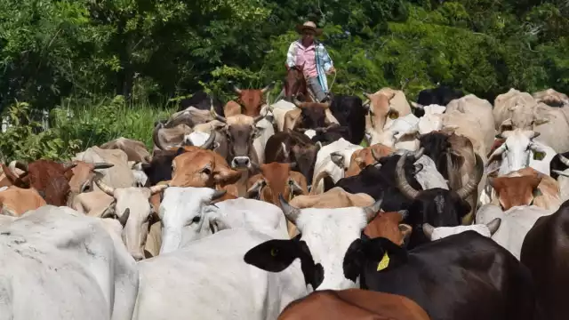 En Nohalal les fue mal pero con la presencia de la rabia bovina.