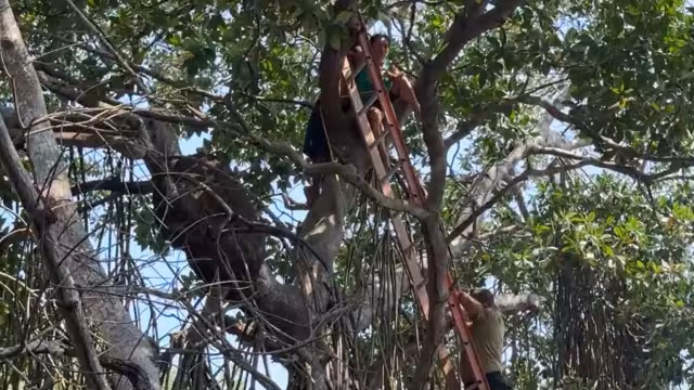 Protección Civil acudió al lugar y logró bajarla sin lesiones ni complicaciones.