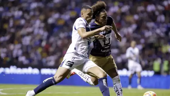 Los felinos en la acción Los felinos en la acción