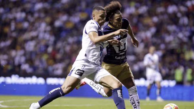 Los felinos en la acción