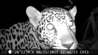 El video reveló impresionantes detalles de los dos jaguares