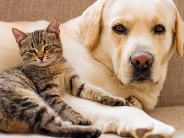 Los ejemplares están en constante riesgo; se estima que cada día mueren entre 15 y 20